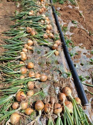 김 농부님의 자유주제 · 자유게시판 작성글 사진