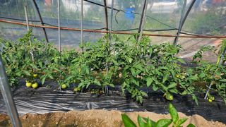 삼례텃밭지기님의 자유주제 · 자유게시판 작성글 사진