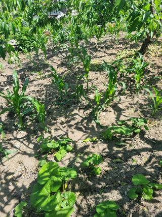 김용대님의 자유주제 · 자유게시판 작성글 사진