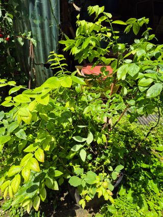 마늘16716님의 자유주제 · 자유게시판 작성글 사진