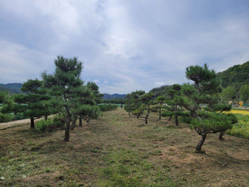 장터 상품 [소나무] 썸네일