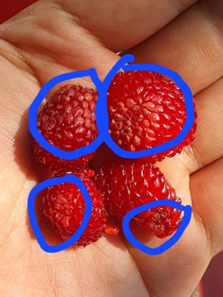 농사985님의 농사, 무엇이든 물어보세요! · 참여글 작성글 사진