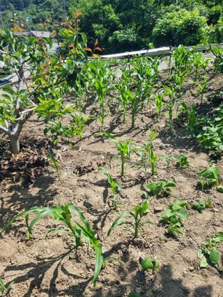 김용대님의 자유주제 · 자유게시판 작성글 사진