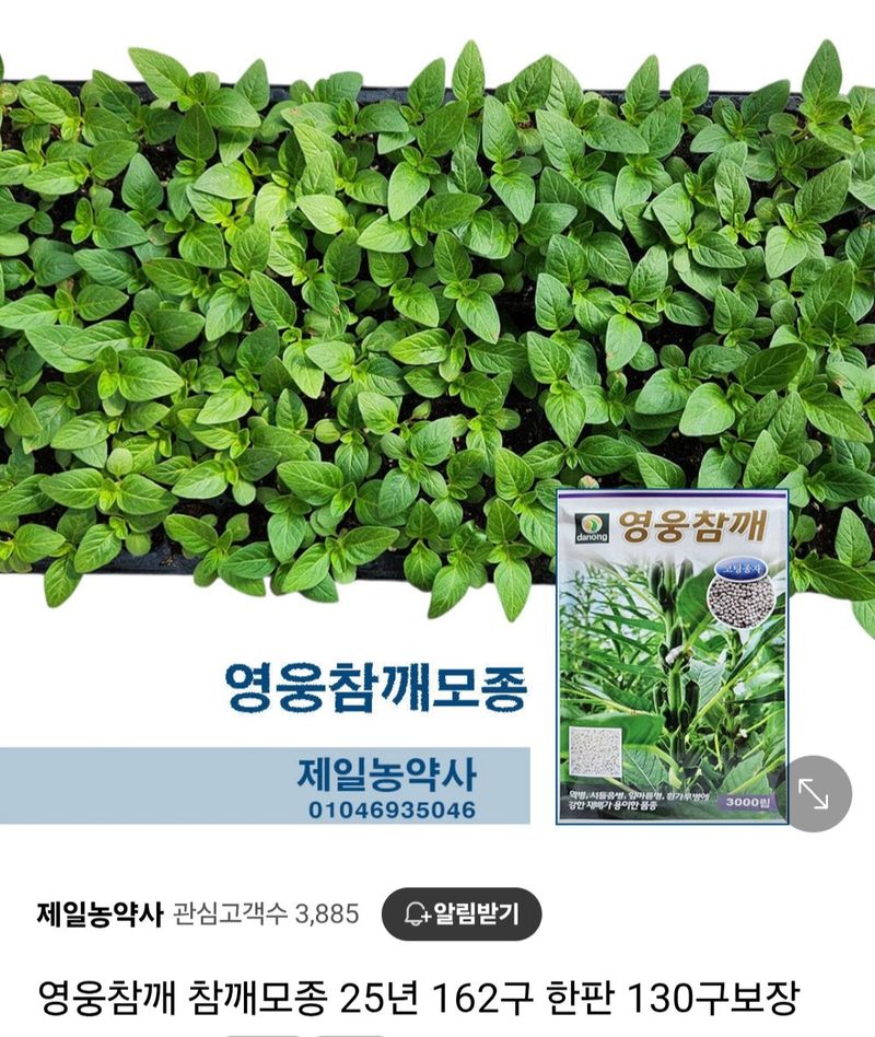 안산제일농약사님의 장터 판매 상품 [영웅참깨모종 한판 ] 첨부 사진