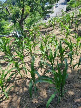 김용대님의 자유주제 · 자유게시판 작성글 사진