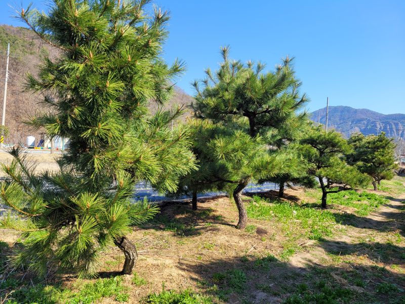 은화님의 장터 판매 상품 [소나무] 첨부 사진