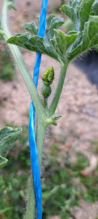 10년째 텃밭초보님의 자유주제 · 자유게시판 작성글 사진