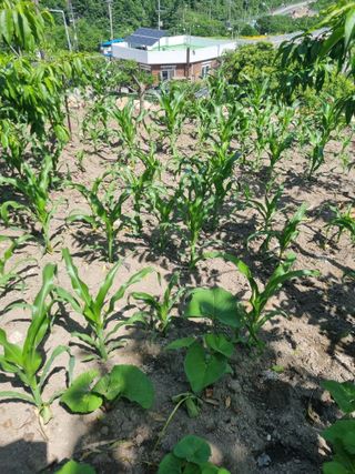 김용대님의 자유주제 · 자유게시판 작성글 사진