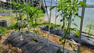 삼례텃밭지기님의 자유주제 · 자유게시판 작성글 사진