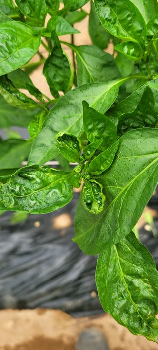 이태희님의 고추 · 병해충상담 작성글 사진