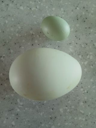 최남옥님의 자유주제 · 자유게시판 작성글 사진