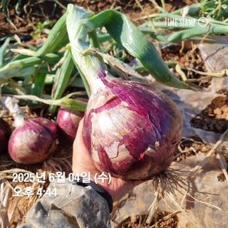 민들레님의 자유주제 · 자유게시판 작성글 사진