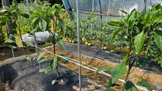 삼례텃밭지기님의 자유주제 · 자유게시판 작성글 사진