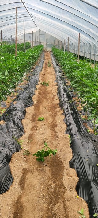 이태희님의 고추 · 병해충상담 작성글 사진