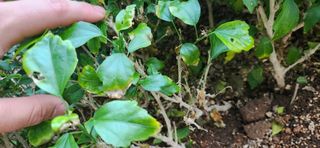 이정현님의 자유주제 · 자유게시판 작성글 사진