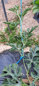 팜모닝 자유주제·자유게시판 게시글 이미지