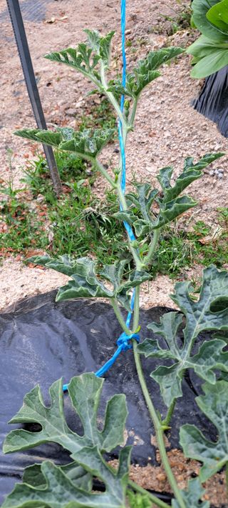 10년째 텃밭초보님의 자유주제 · 자유게시판 작성글 사진