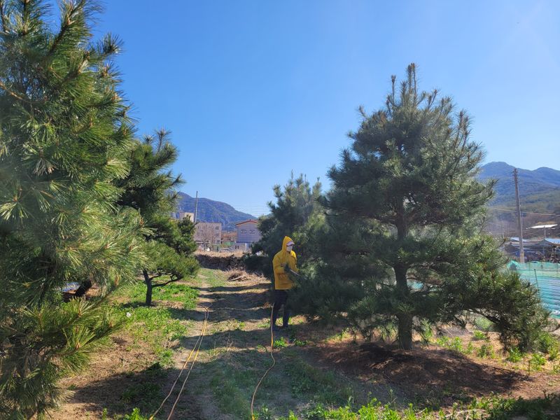 은화님의 장터 판매 상품 [소나무] 첨부 사진