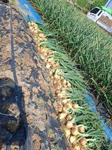 팜모닝 자유주제·자유게시판 게시글 이미지