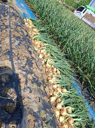 문영식님의 자유주제 · 자유게시판 작성글 사진