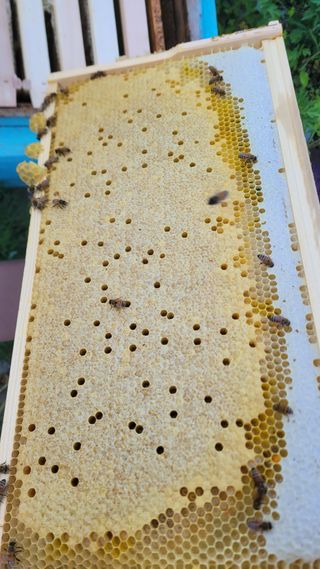 여우내 이순홍님의 자유주제 · 자유게시판 작성글 사진