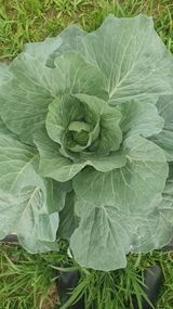 팜모닝 농사, 무엇이든 물어보세요!·참여글 게시글 이미지