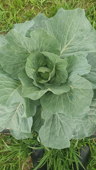 나상인님의 농사, 무엇이든 물어보세요! · 참여글 작성글 사진