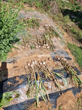 김 농부님의 자유주제 · 자유게시판 작성글 사진