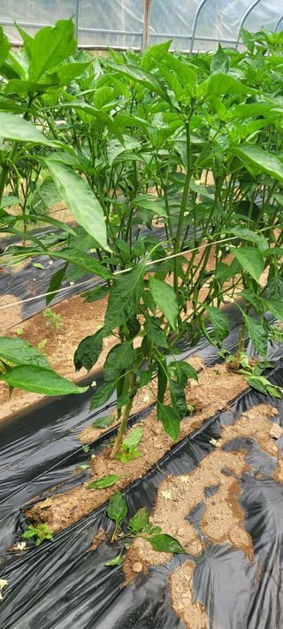 이태희님의 고추 · 병해충상담 작성글 사진