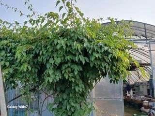 바위돌 심재성님의 농사, 무엇이든 물어보세요! · 참여글 작성글 사진