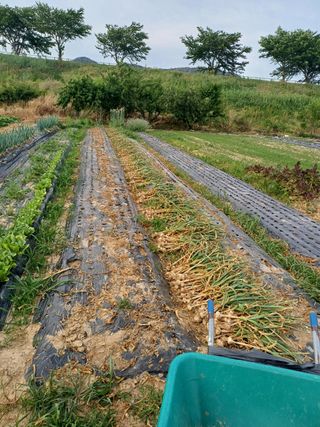 유영옥님의 자유주제 · 자유게시판 작성글 사진