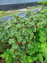 팜모닝 · 게시글 이미지