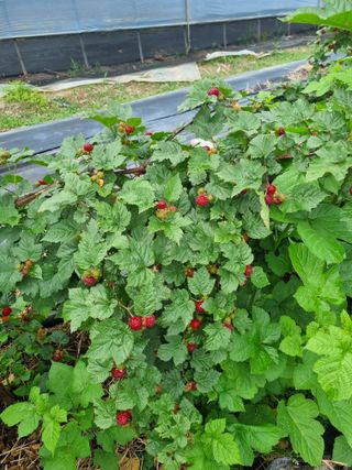 쭈니팜 님의 작성글 사진