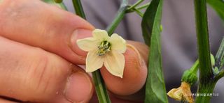 달맛햇복숭아농원님의 자유주제 · 자유게시판 작성글 사진