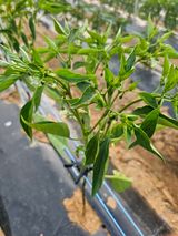 팜모닝 고추·병해충상담 게시글 이미지