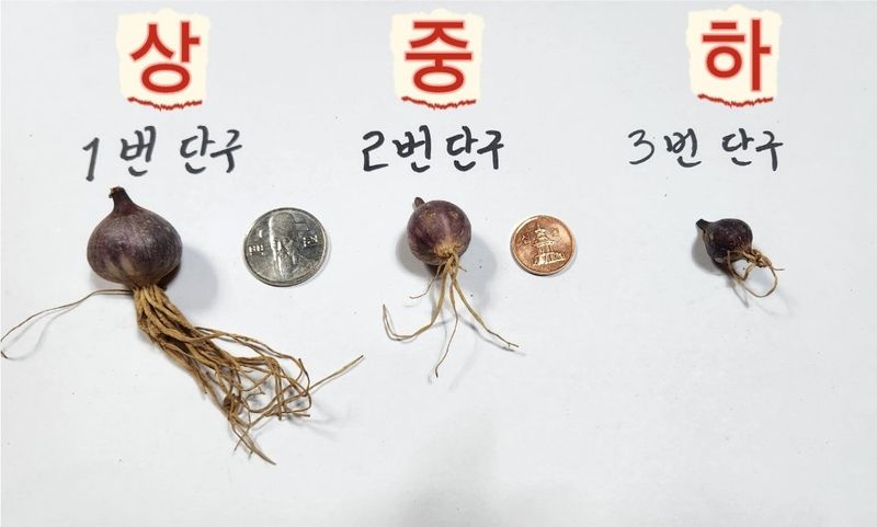 조한솔님의 장터 판매 상품 [2025 홍산 단구 씨마늘 1kg] 첨부 사진