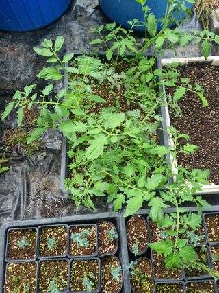 연산나무농장님의 자유주제 · 자유게시판 작성글 사진