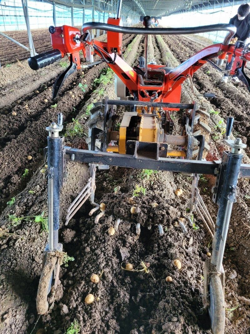 사랑꽃농장님의 장터 판매 상품 [ 햇 감자 혼합(홍감자+수미) 5kg] 첨부 사진