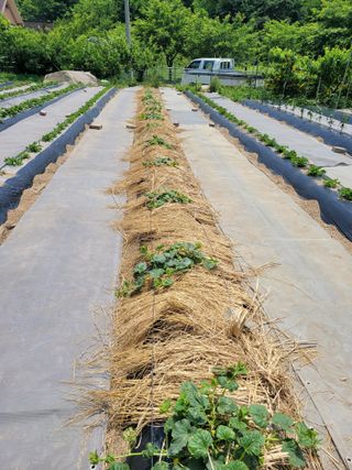 땅땅님의 들깨 · 자유게시판 작성글 사진