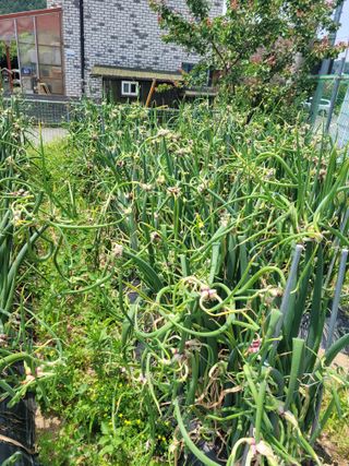 땅땅님의 들깨 · 자유게시판 작성글 사진