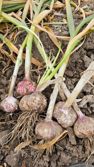 배성은365님의 자유주제 · 자유게시판 작성글 사진