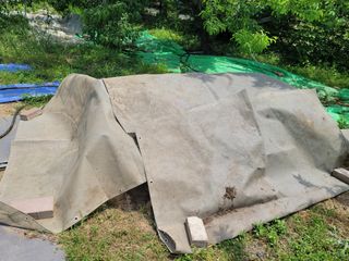 땅땅님의 들깨 · 자유게시판 작성글 사진