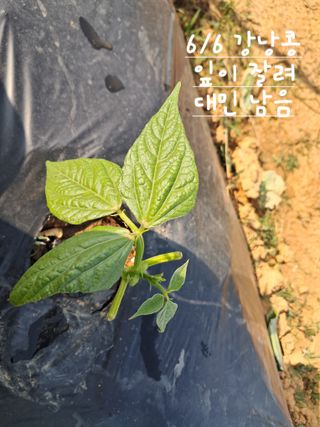 kh글로벌님의 농사, 무엇이든 물어보세요! · 참여글 작성글 사진