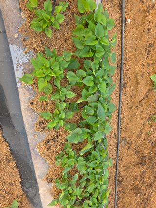 장호덕님의 농사, 무엇이든 물어보세요! · 참여글 작성글 사진