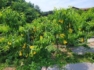 땅땅님의 들깨 · 자유게시판 작성글 사진