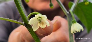 달맛햇복숭아농원님의 자유주제 · 자유게시판 작성글 사진