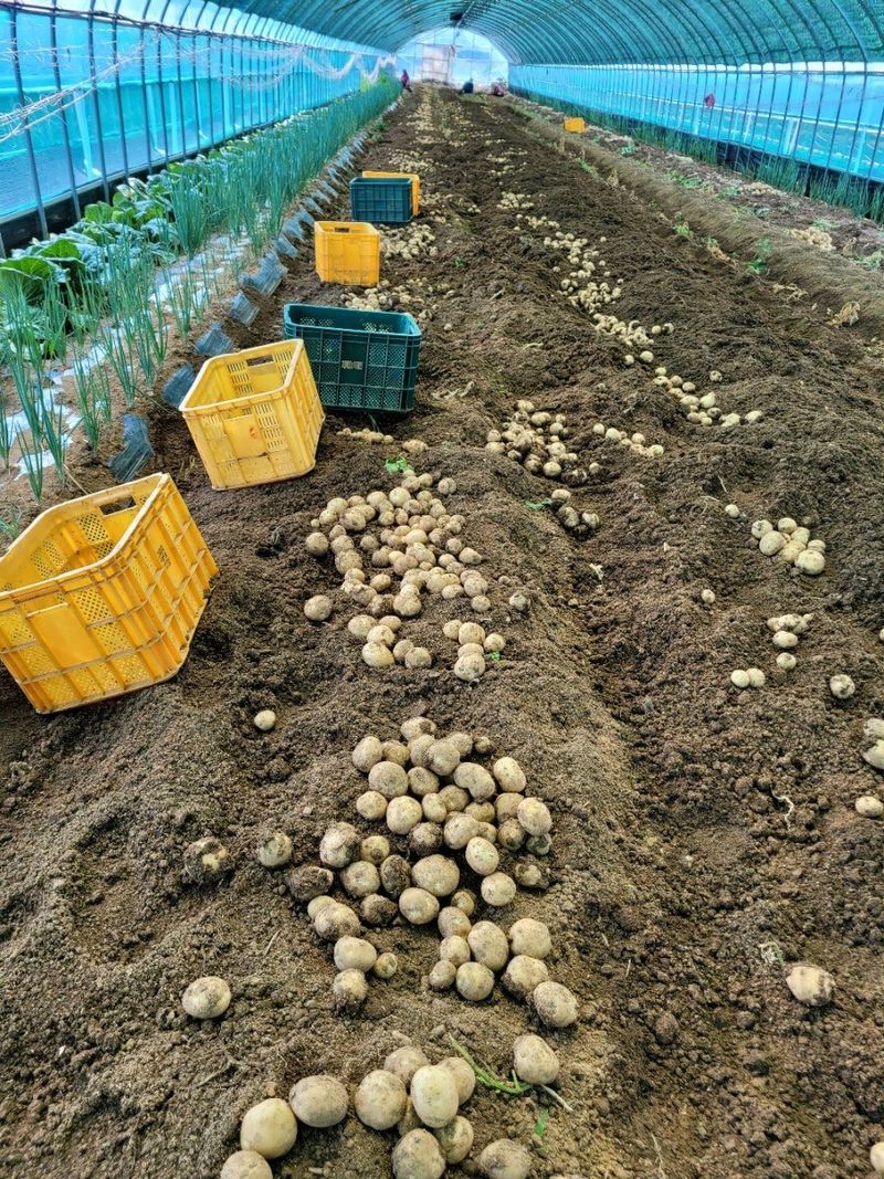 사랑꽃농장님의 장터 판매 상품 [ 햇 감자 혼합(홍감자+수미) 5kg] 첨부 사진