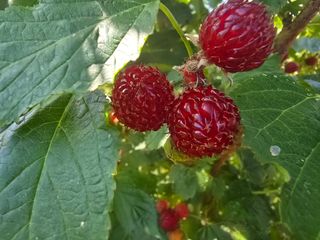 워람농장ㆍ황일택ㆍ님의 자유주제 · 자유게시판 작성글 사진