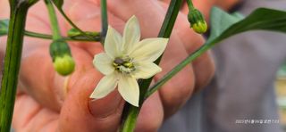 달맛햇복숭아농원님의 자유주제 · 자유게시판 작성글 사진