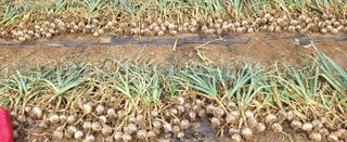 오이4915님의 자유주제 · 자유게시판 작성글 사진